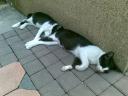 タイのねこ