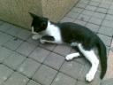 タイのねこ