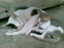 たいのねこ