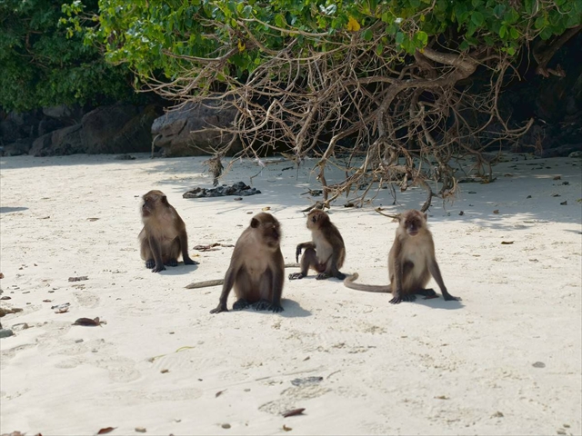遅いお迎え ピピ島＆カイ島 サンセットツアー