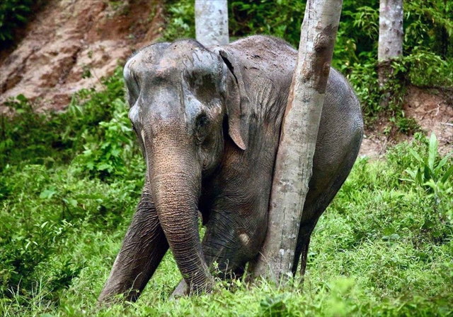 Phuket Elephant Sanctuary / プーケットエレファントサンクチュアリで生活する象たち