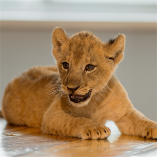 赤ちゃんライオン(生後1～3か月)