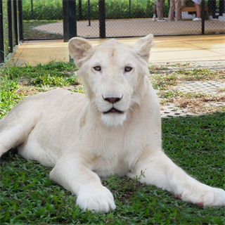 ビッグホワイトライオン(生後18～48か月)