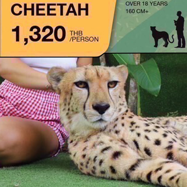 タイガーパーク チーター