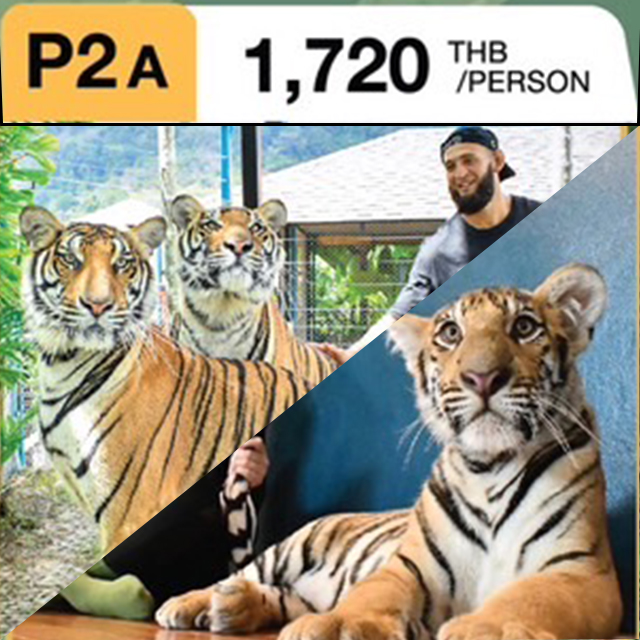 タイガーパーク 2種類のタイガー(トラ)と撮影が楽しめる