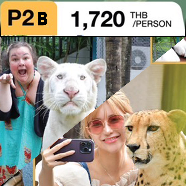 タイガーパーク 2種類のタイガー(トラ)と撮影が楽しめる