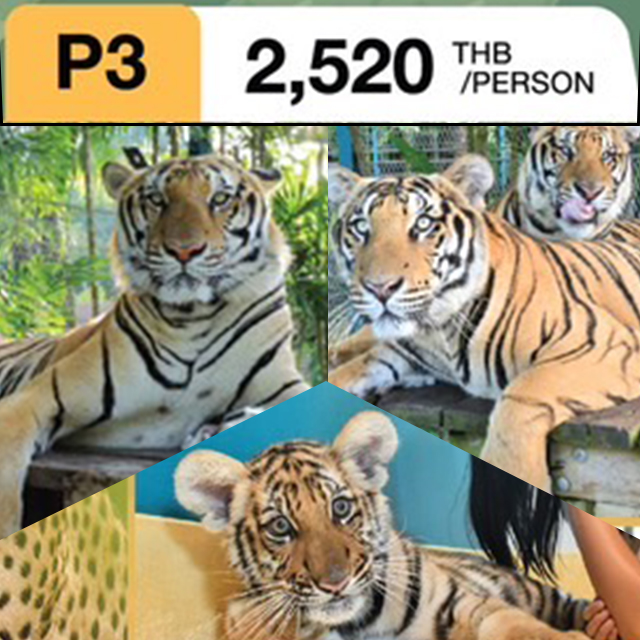 タイガーパーク 3種類のタイガー(トラ)と撮影が楽しめるパッケージ
