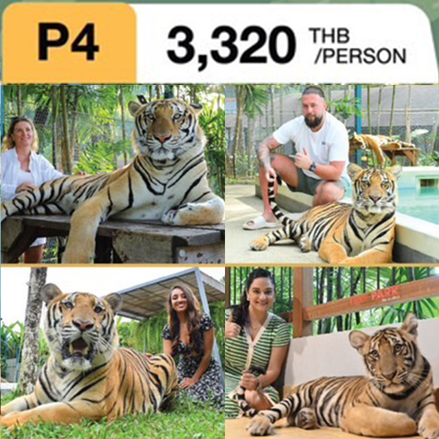 タイガーパーク 4種類のタイガー(トラ)と撮影が楽しめるパッケージ