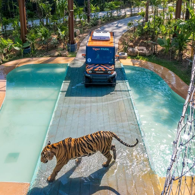 タイガーパーク フォレストサファリ