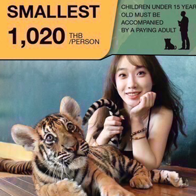 タイガーパーク スモーレストタイガー