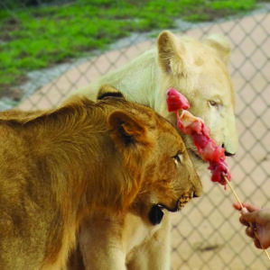 ライオンランド プーケット ( LION LAND PHUKET )の追加オプション