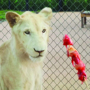 ライオンランド プーケット ( LION LAND PHUKET )の追加オプション